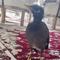 مرغ مینا
