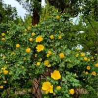 باغ ویلا جنگلی سخوید دیدنی