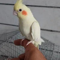 عروس هلندی|پرنده|خمینیشهر, |دیوار