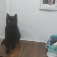 واگذاری گربه حمایت شده