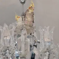 دو عدد عروس هلتدی به همراه قفس و کلیه لوازم