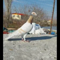 کبوتر|پرنده|دشتابی, |دیوار