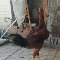 تعدادی مرغ وخروس وجوجه لاری نجات افغان