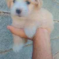 فروش تعداد توله سگ