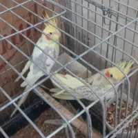 عروس هلندی فروشی