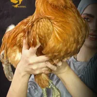 مرغ و خروس امراکانا تخم رنگی امر ی کانا امرا