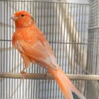 قناری رد‌فکتور قادرآباد