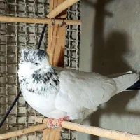 کفتر آس|پرنده|کرج, فاز ۲ مهرشهر|دیوار