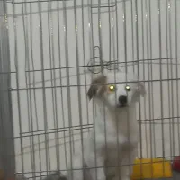 توله بازیگوش رایگان|سگ|مشکین‌دشت, |دیوار