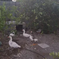 ۶تا غاز سه تا نر و سه تا ماده