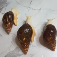 حلزون