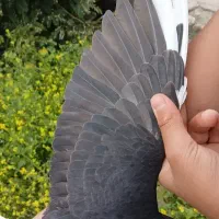 کبوتر رنگی معاوضه با پلاکی