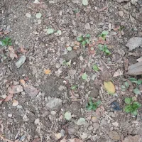 فروش-زمین-200متری