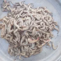 میگو‌ماهی