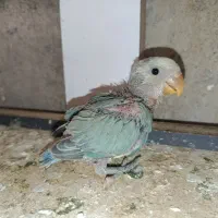 جوجه سرلاکی طوطی برزیلی