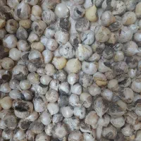موسیر ۱۰تا۳۰گرم شکسته