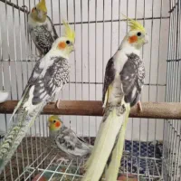 معاوضه عروس هلندی با پروتلت مولد یا برزیلی مولد