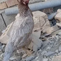 دوعدد مرغ|پرنده|ایرانشهر, |دیوار