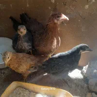 باسلام جوجه چهارماه  5بارواکسن زدن سالم زرنگ