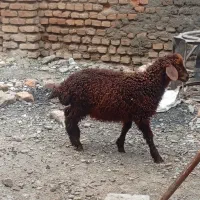 نر بره خوش خوراک