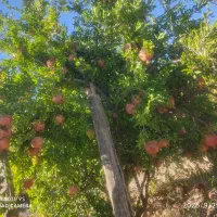 فروش انار روی باغ واقع در بخش سیاخ سیخ دارنگون|حراج|شیراز, دانشگاه شیراز|دیوار