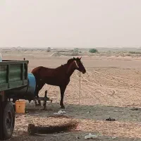 خوزستان عبدلخان روستای کاظم حمد