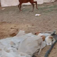 نریون مدرک دار