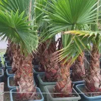 مراقبت از باغبانی فضای سبز درخت گیاه کاشت نگهداری