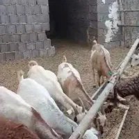 فروش بز|حیوانات مزرعه|بندر کنگان, |دیوار