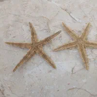 انواع ستاره وصدف دریایی|صنایع دستی و سایر لوازم تزئینی|برازجان, |دیوار