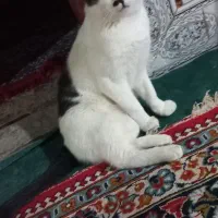گربه فروشی