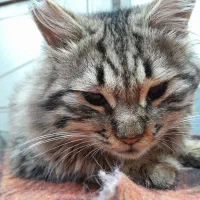 گربه خانگی پیدا شده اگه گربت گم شده مشخصات چک کن