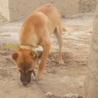 توله ۴ ماهه سرابی خیلی سختگیر و زرنگ برای نگهبانی