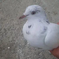 کفتر پتی والا