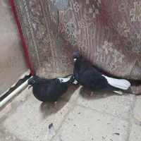 پرنده جفت اشعل|پرنده|اهواز, کیان اباد|دیوار