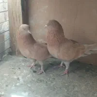 کبوترپرشی زرد|پرنده|ساوه, |دیوار