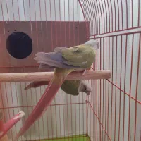 گرینچیک مولد