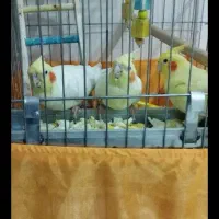 عروس هلندی مولد|پرنده|شیراز, دست خضر|دیوار
