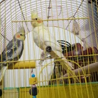 عروس هلندی|پرنده|املش, |دیوار