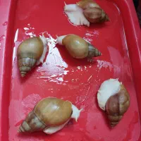 حلزون کلاژن ساز|خزنده|شیراز, شهرک ولیعصر|دیوار