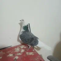 نر پشتار شب گیر