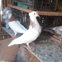 فروش کبوتر|پرنده|بندر ماهشهر, |دیوار