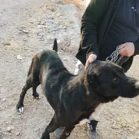 واگذاری رایگان ن ی س ت|سگ|باسمنج, |دیوار