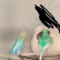 مرغ عشق رینبو