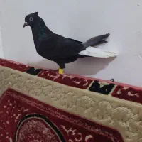 دوعدم سفیدماده درجه یک