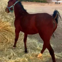 اسب|اسب و تجهیزات اسب‌سواری|کرمانشاه, |دیوار