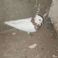 کفتر پرشی