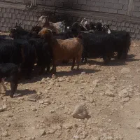 بز کهره دار و آبستن ترکی مودار|حیوانات مزرعه|شیراز, غدیر شمالی|دیوار