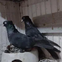 کفتر یجفت سیاه اصیل آبادانی