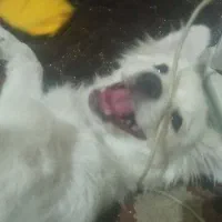 فروش یه قلاده سگ پامر وشیتزو